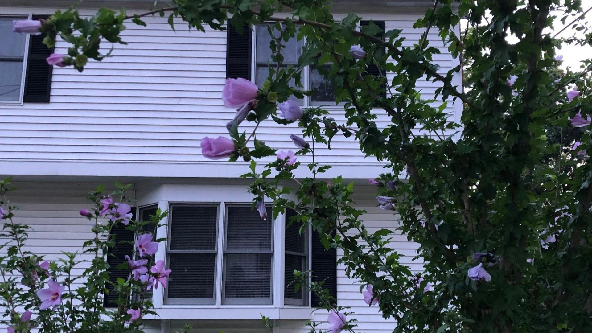 Single Family House - Super Quiet And Private * Boston