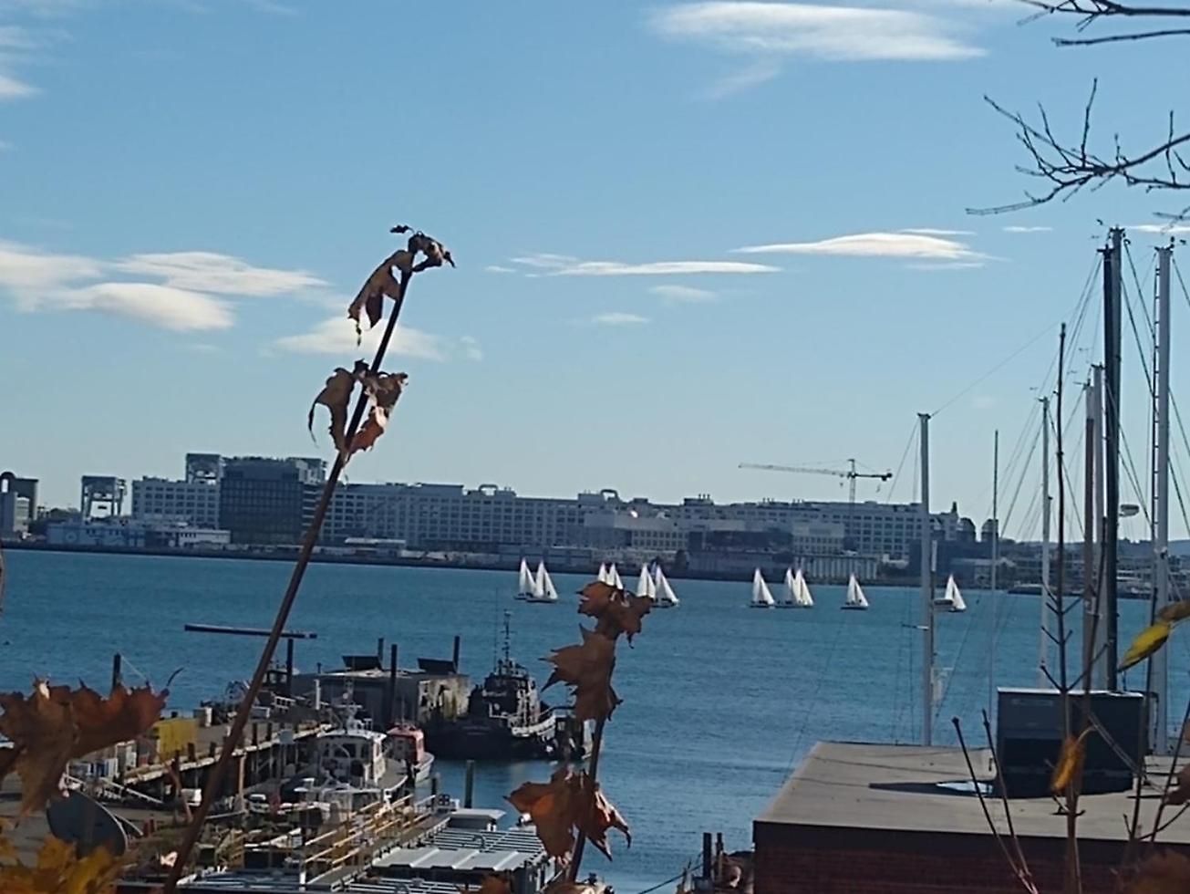 Bluejay Boston