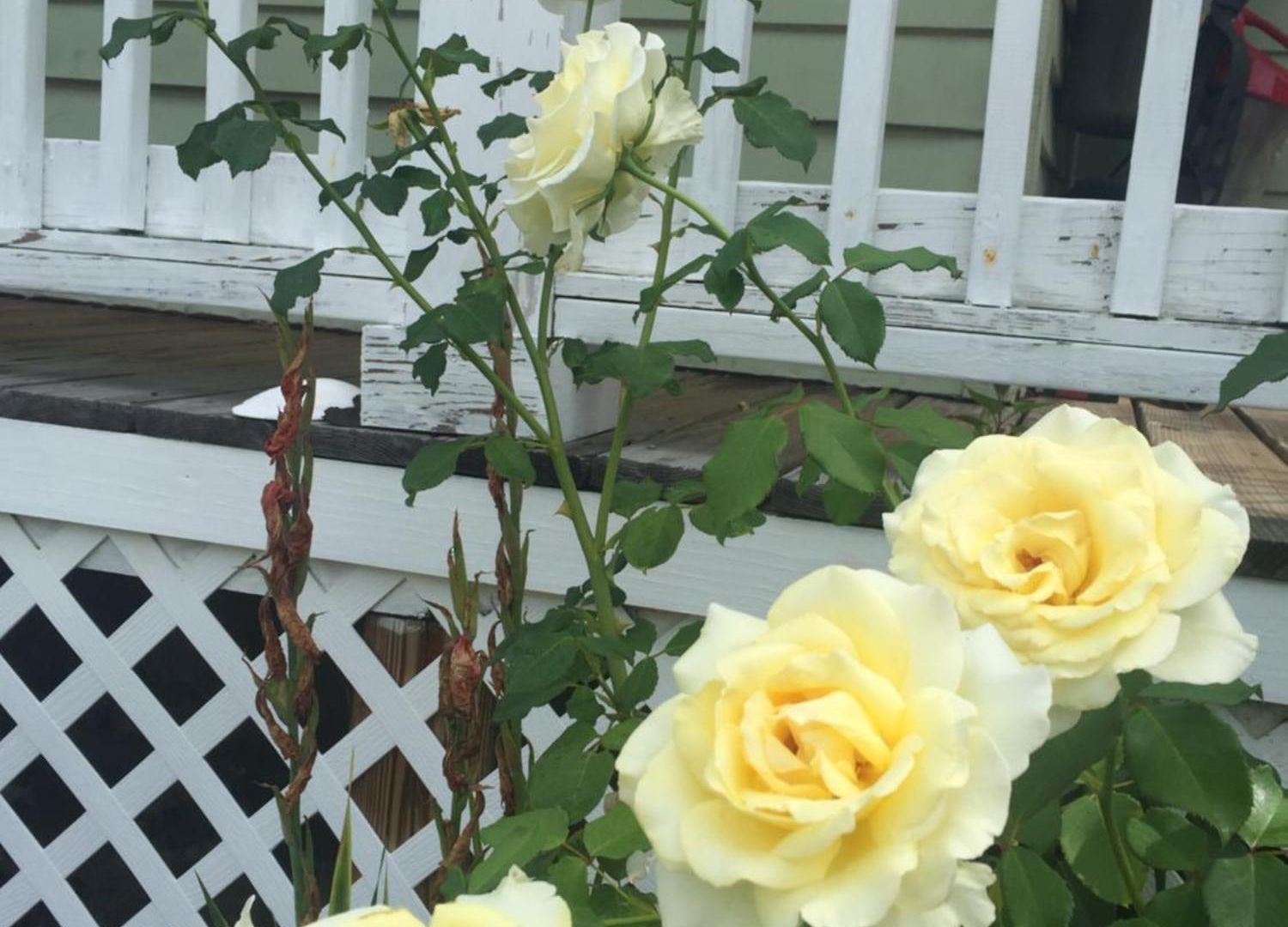 Private Bedroom Near Train&buses Homestay Boston