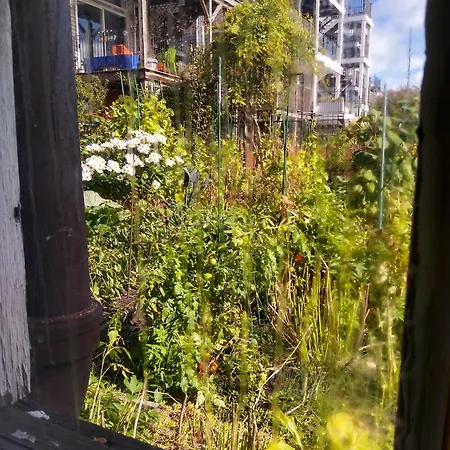 Bluejay Boston