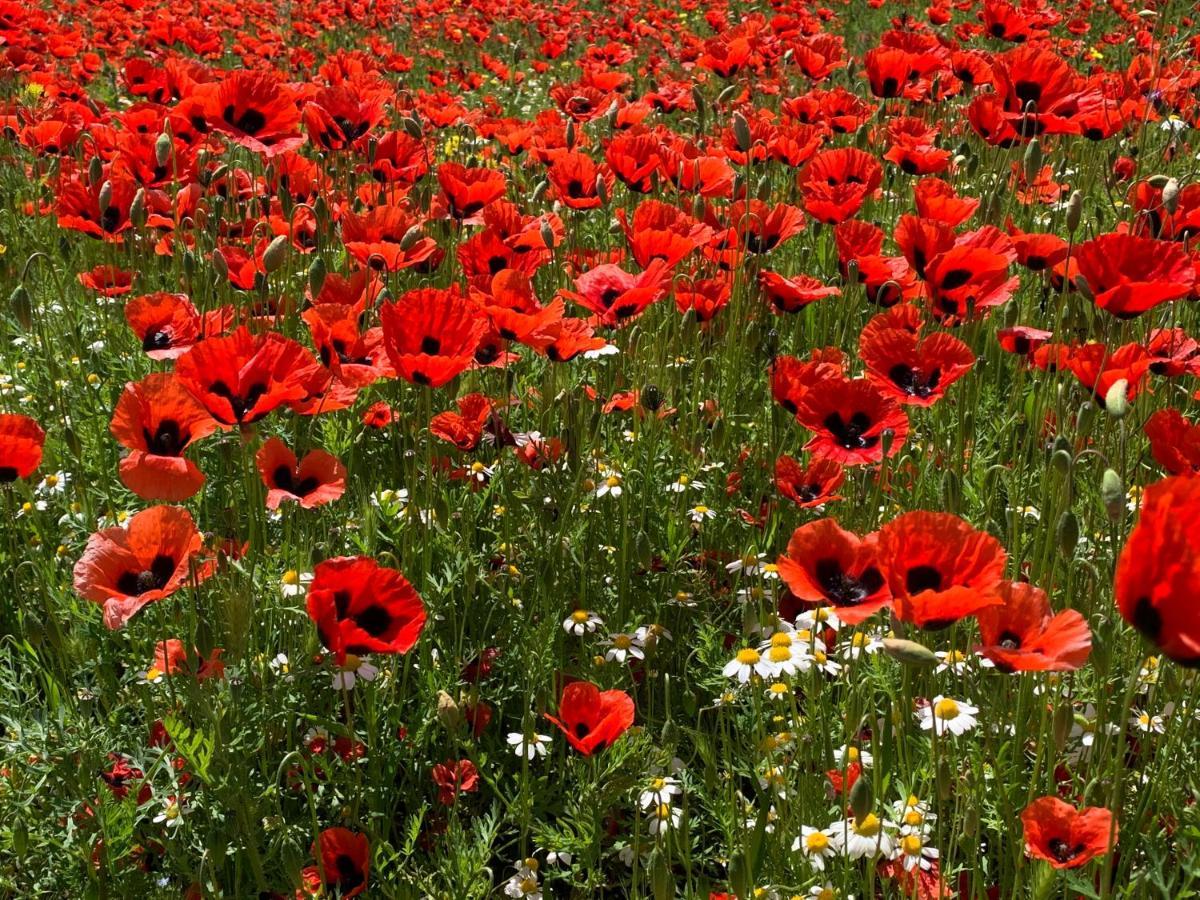 Beautiful Victorian House,