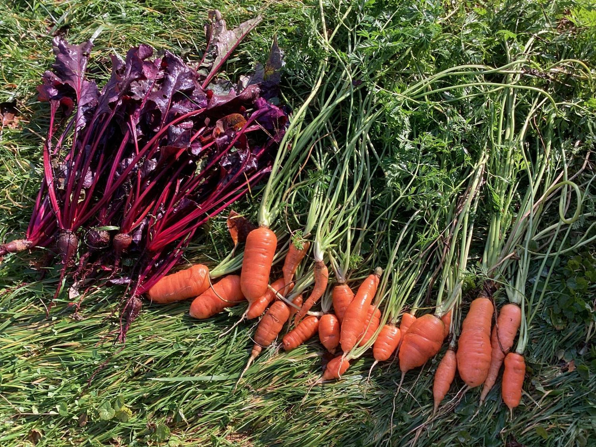 Large Bedroom With Private Bathroom Step To Train &buses In Homestay Boston