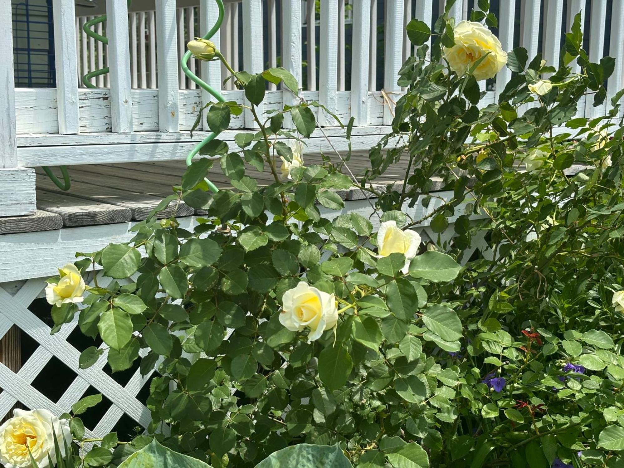 Private Bedroom Near Train&buses * Boston