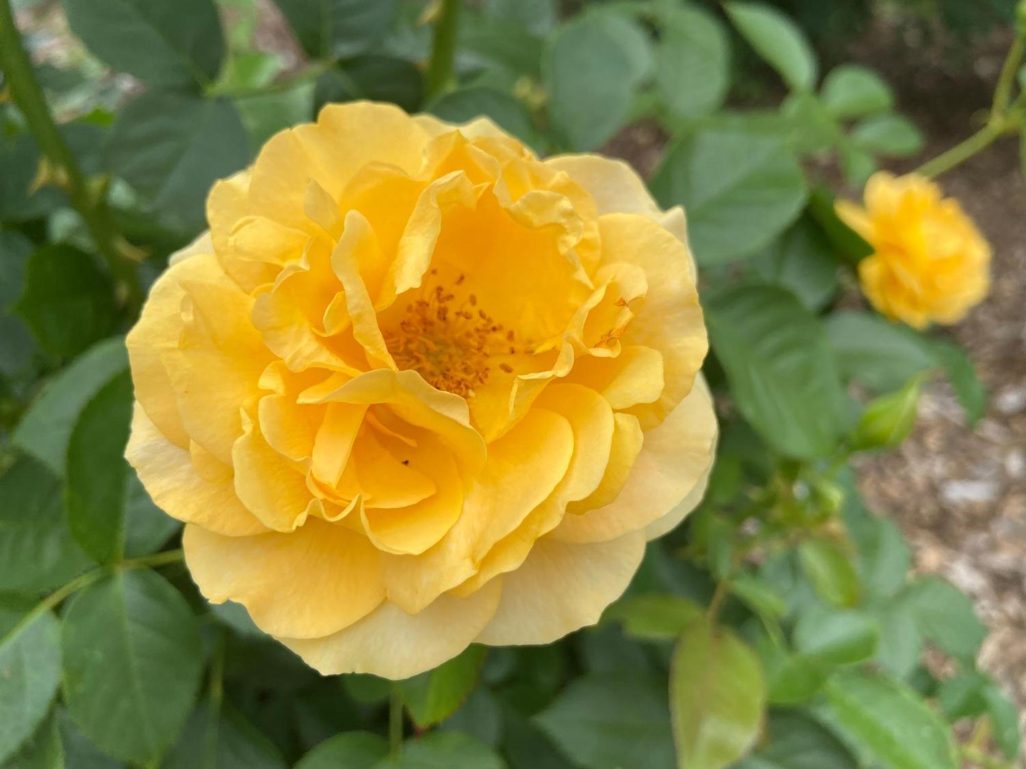 Private Bedroom Near Train&buses