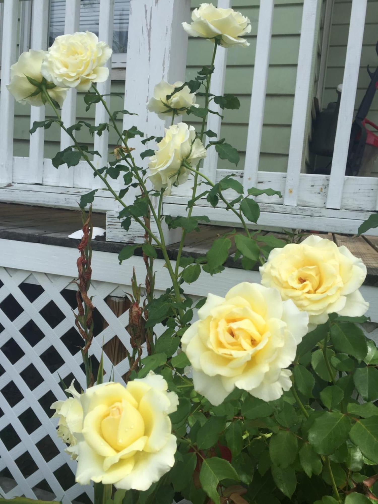 Private Bedroom Near Train&buses Homestay Boston