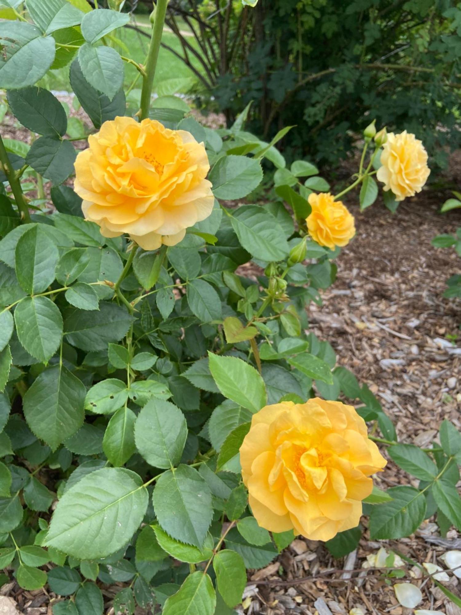 Private Bedroom Near Train&buses Boston