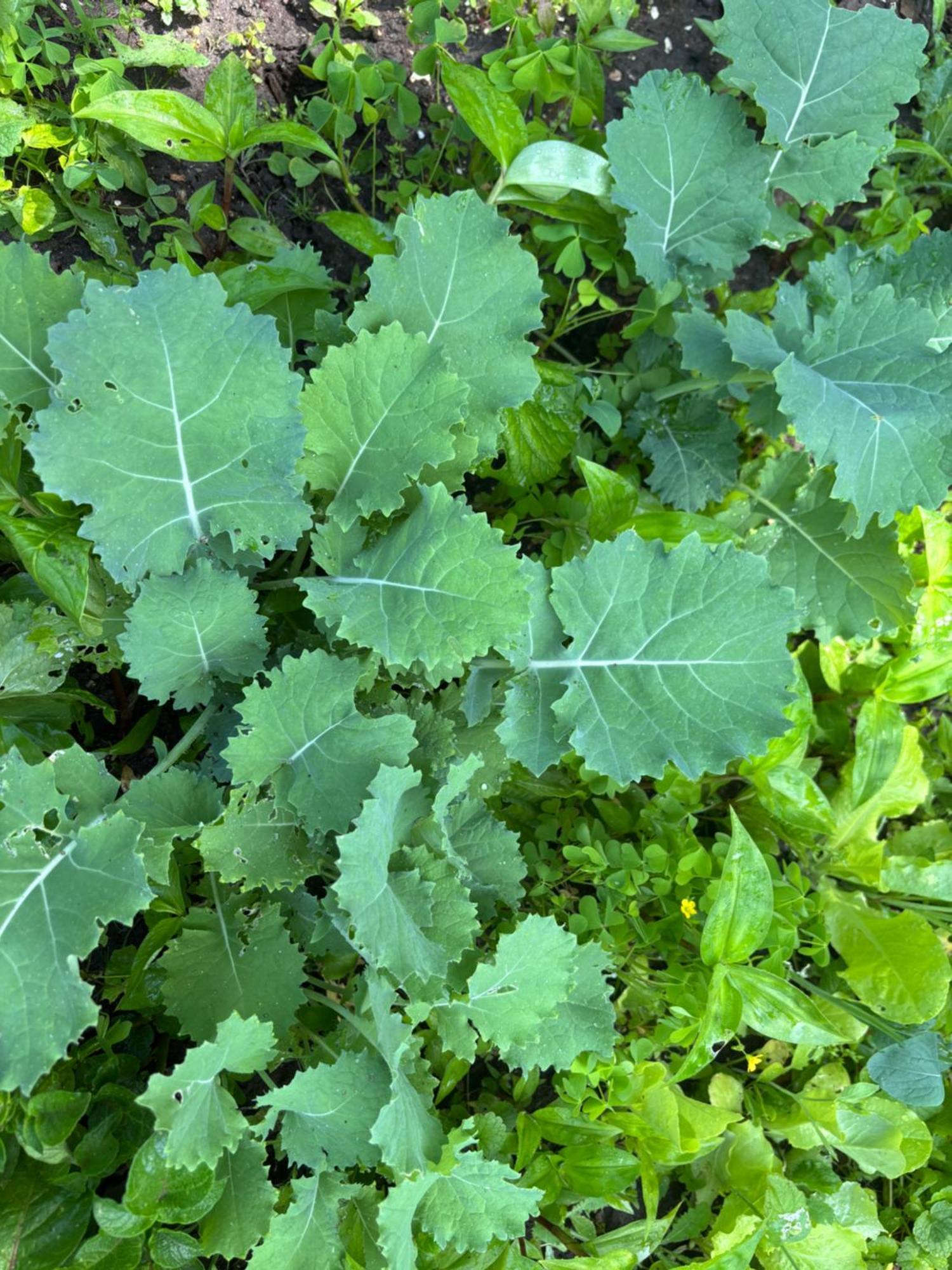 Large Bedroom With Private Bathroom Step To Train &buses In Homestay Boston