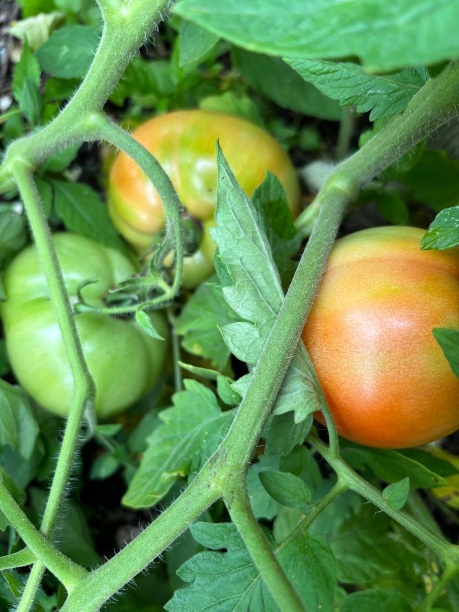 Large Bedroom With Private Bathroom Step To Train &buses In Homestay