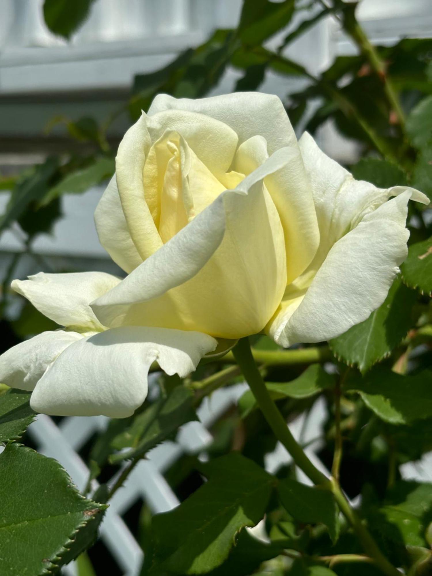 Private Bedroom Near Train&buses Homestay Boston