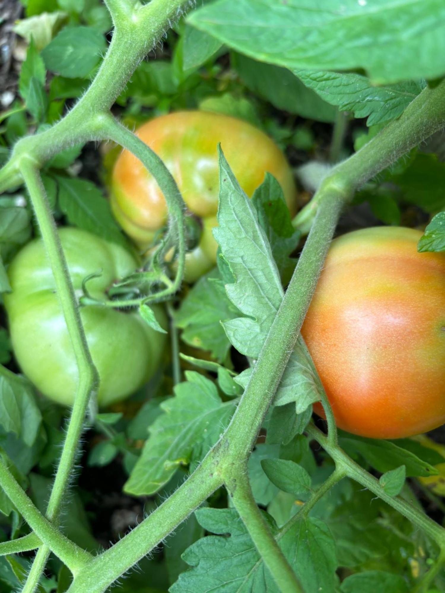 Private Bedroom Near Train&buses Homestay *