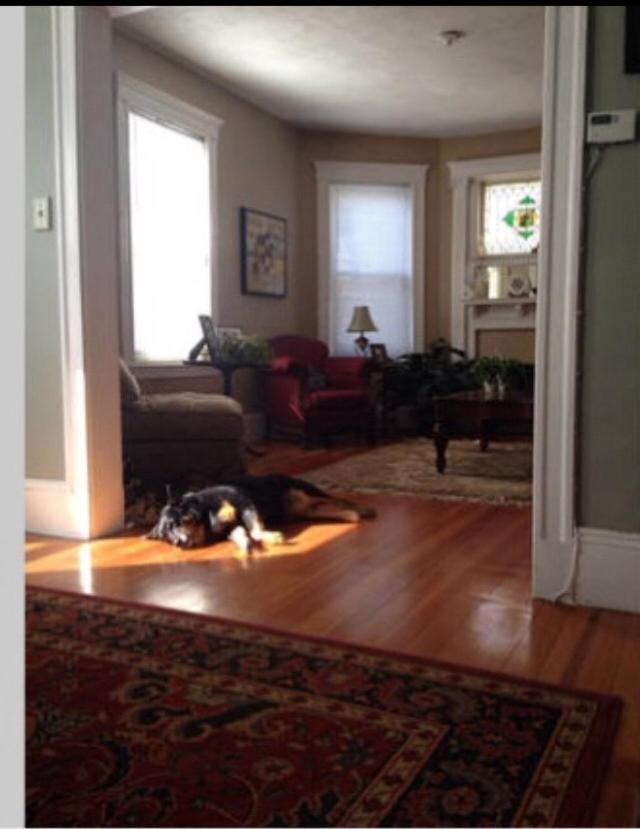 Private Must Dogs Boston