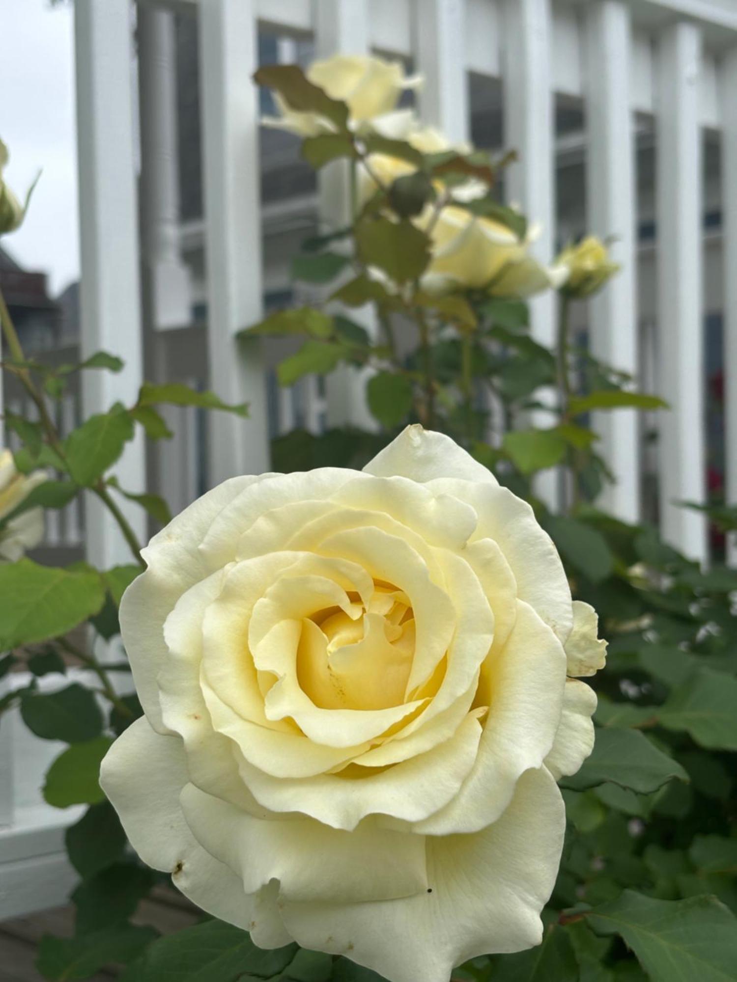 With Parking, Next To Train Or Buses, Good Neighborhood