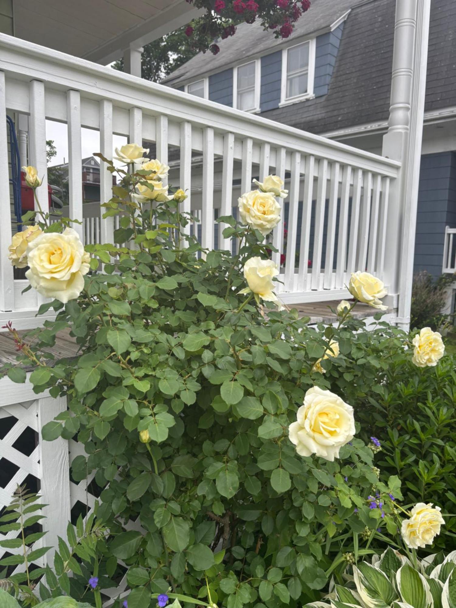 Apartment With Parking, Next To Train Or Buses, Good Neighborhood