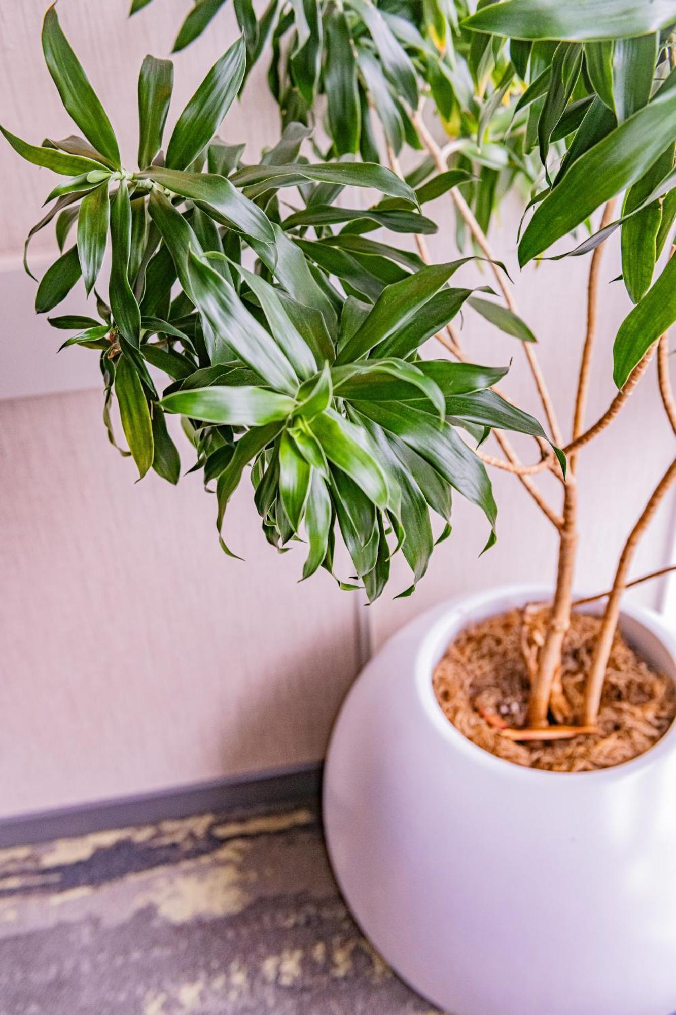 Hotel The At Longwood Medical