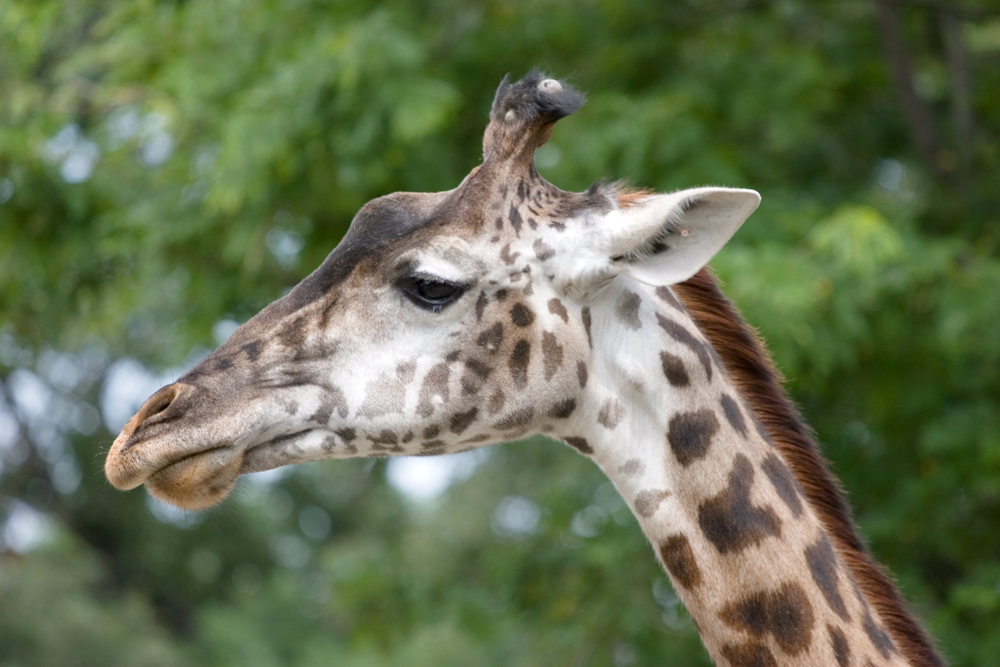 Roger Williams Park Zoo