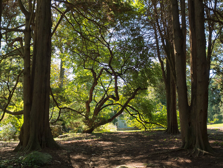 Bartlett Arboretum & Gardens